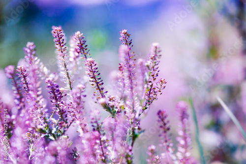 Flowers in the meadow in the sunlight