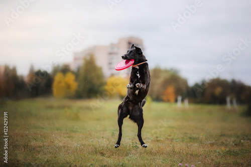 Dog catching flying disc in jump © annaav