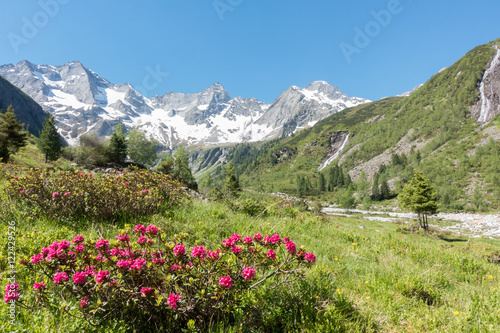 Alpenrosen blühen in herrlicher Berglandschaft