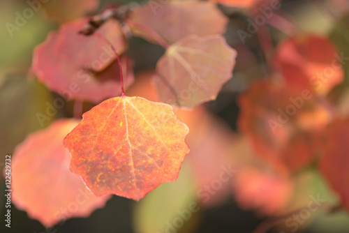 Orange aspen leafs during autumn, closeup