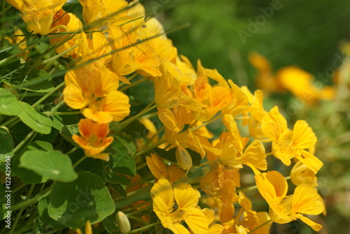 capucine jaune