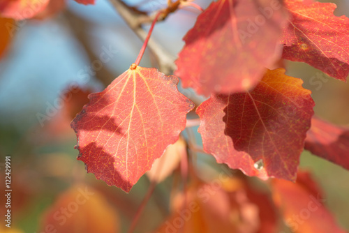 Red aspen leafs during autumn, closeup