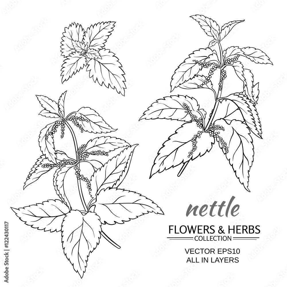 Valokuva nettle vector set