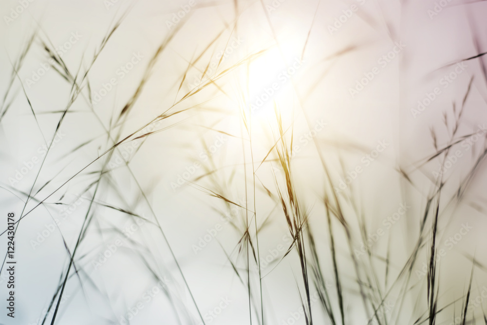 Ταπετσαρία Flowers in the meadow in the sunlight
