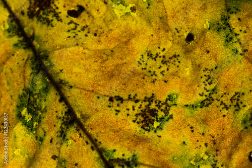 Fall leaf Background