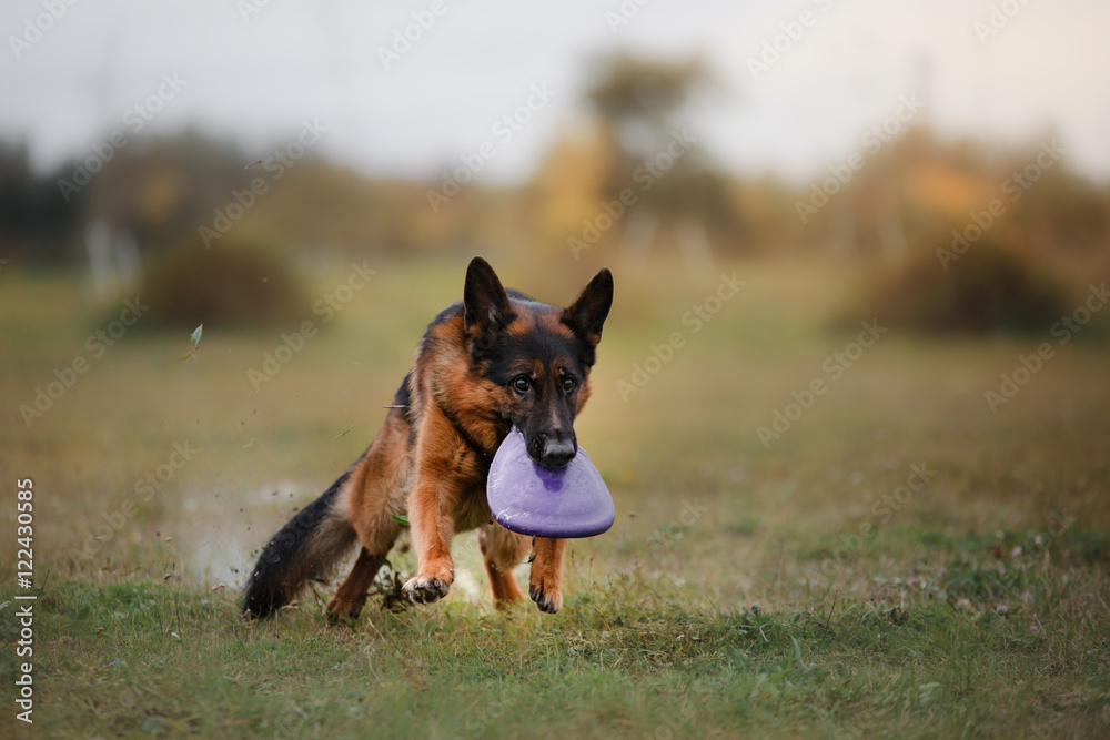 Dog catching flying disc in jump Dog catching flying disc in jump