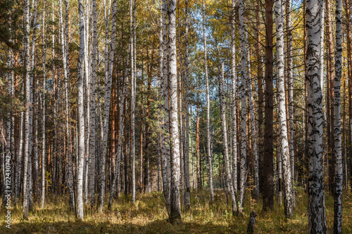 Sunlit mixed birch and pine forest.