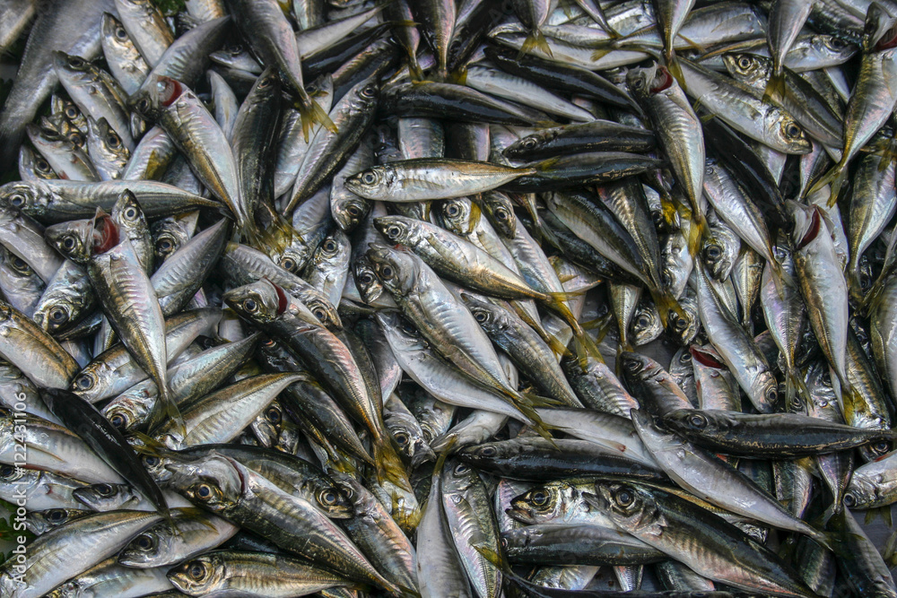 Sardines