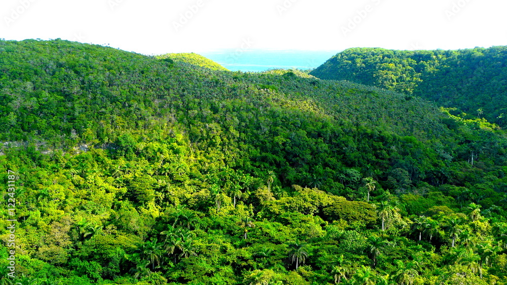 Fototapeta premium Extensive cuban jungle viewed from the road that goes from Havana to Varadero