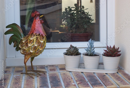 coq à la fenêtre