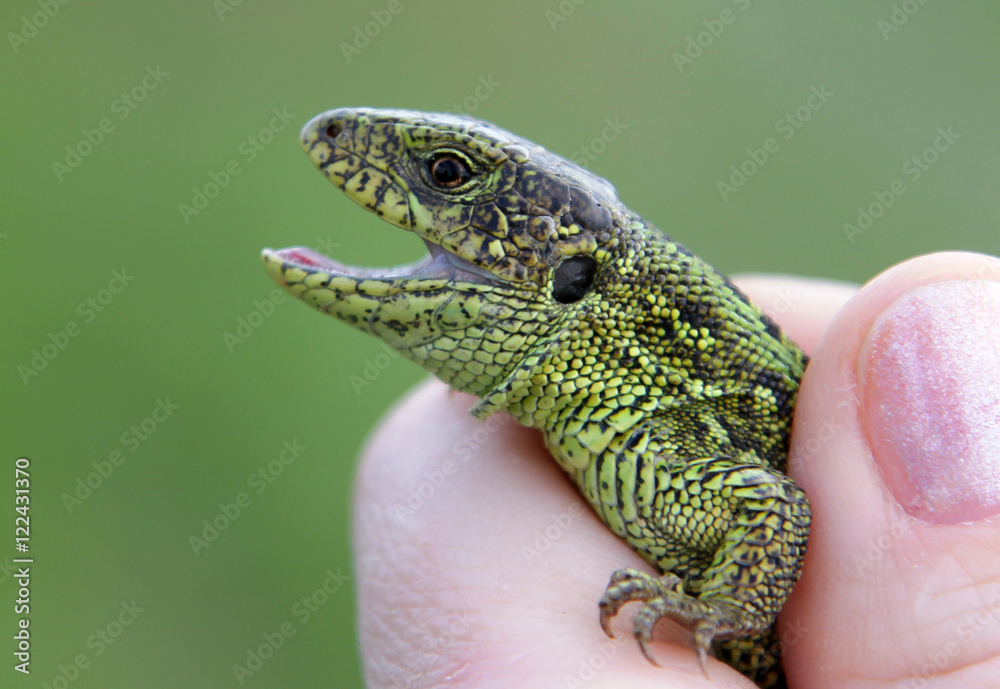 Obraz premium Male sand lizard (Lacerta agilis) in a hand
