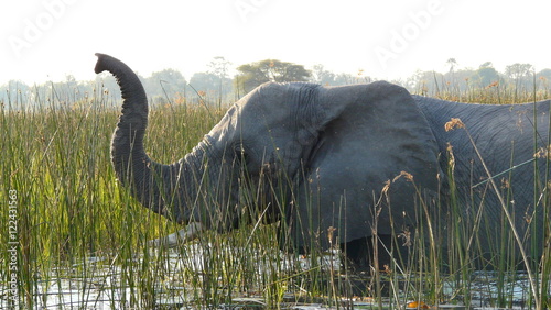 African elephant crossing a river in Pom-Pom island private game reserve in Okavango delta, Botswana, Africa.