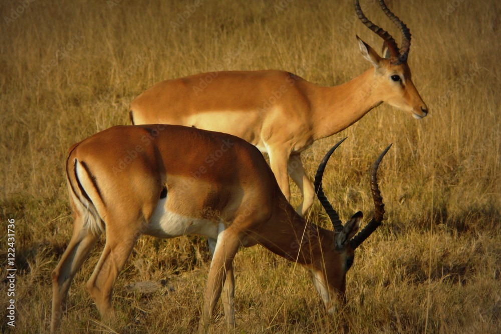 Impalas in Okavango Delta, Moremi Crossing, Botswana, Africa. Impalas in Okavango Delta, Moremi Crossing, Botswana, Africa.