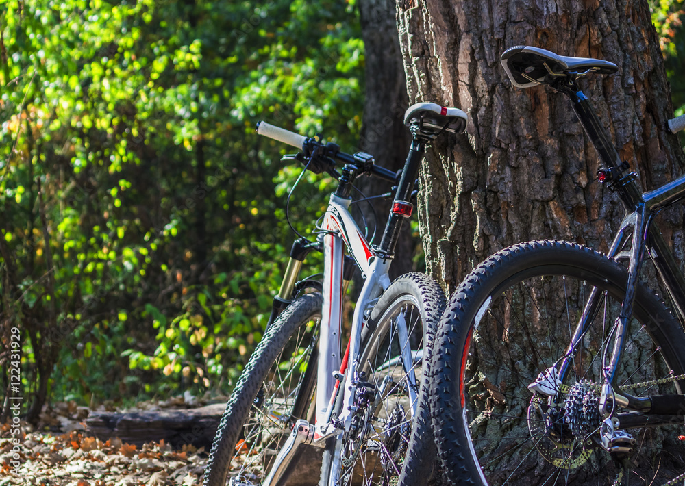 Bicycles in autumn forest near oak tree in nice