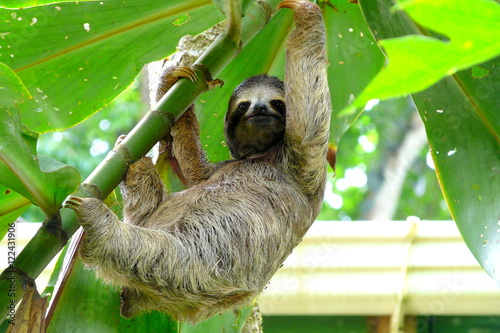 Sloth in Puerto Viejo, Costa Rica. photo