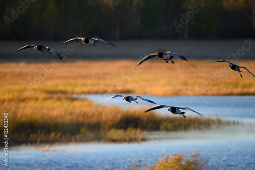 Flock of Canada geese landing in the water on October evening in Espoo, Finland
