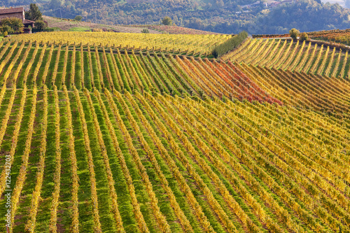 Rows of autumnal vineyards in Italy.