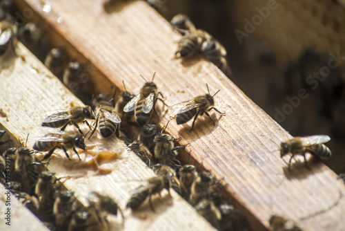 Honey bee beehive wooden Frame wax