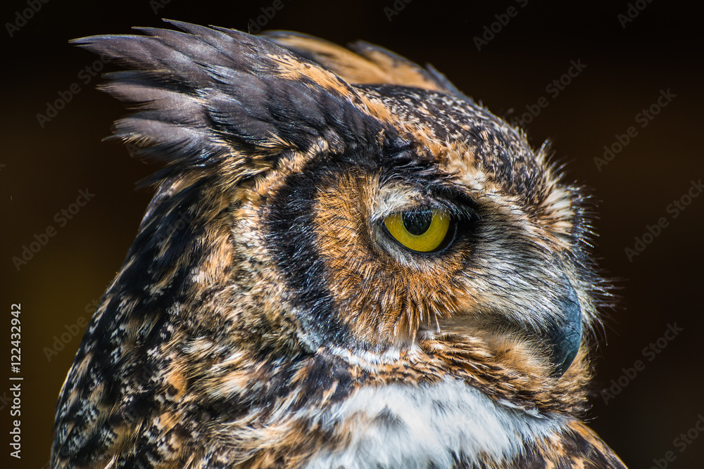 Fototapeta premium Owl close up
