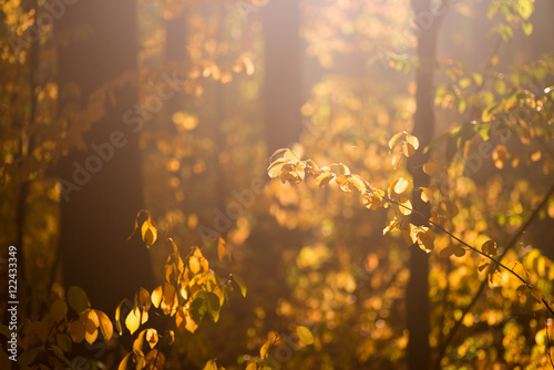 fall trees in forest