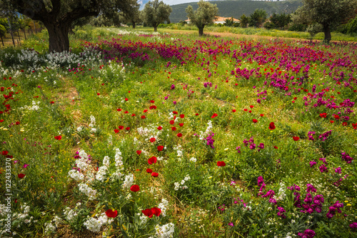 Field of colorful spring flowers in Schinias, Greece photo