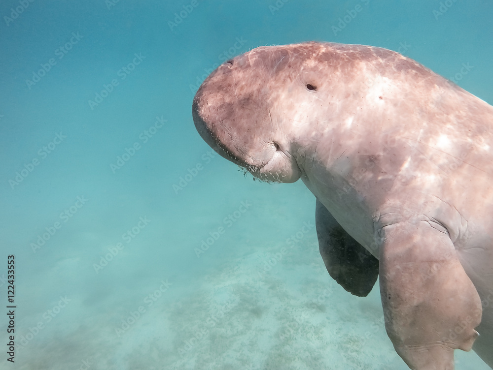 Naklejka premium Dugong dugon. The sea cow.