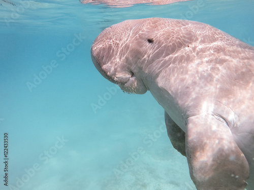 Quadro su tela Dugong dugon. The sea cow.