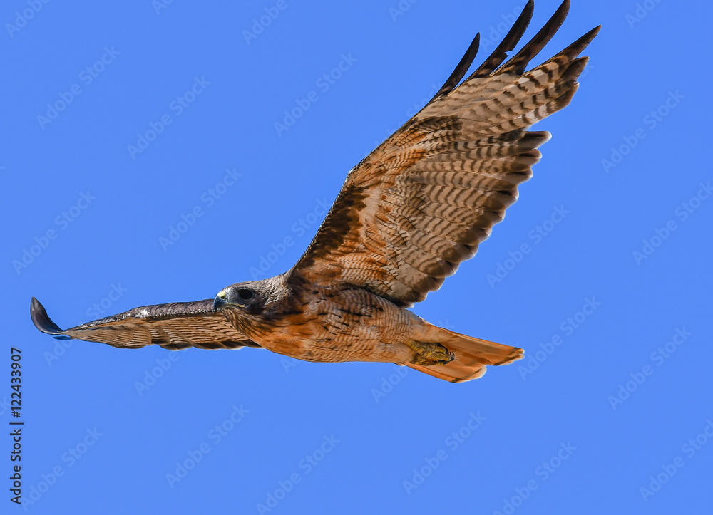 Fototapeta premium Red-tail hawk in flight 