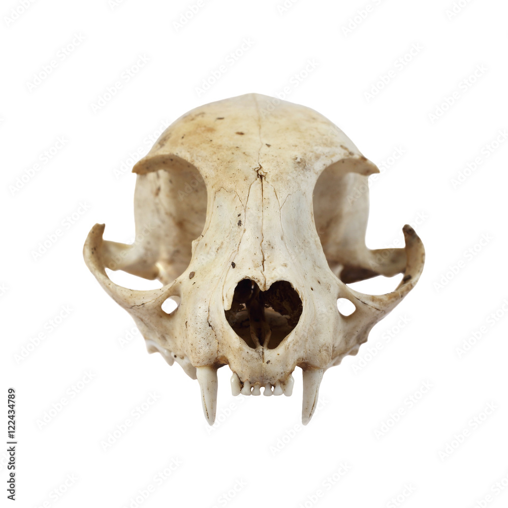Fototapeta premium Cat skull full face view isolated on white background in square