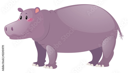 Cute hippo on white background