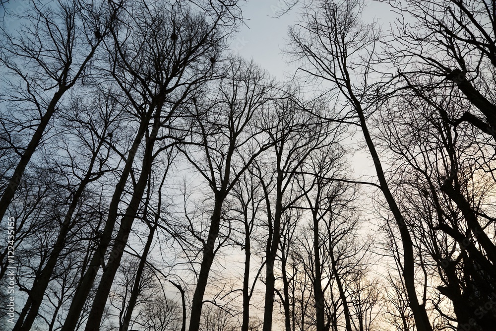 Bare tree branches Bare tree branches