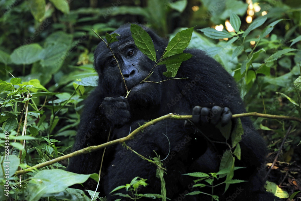 Mountain Gorilla (Gorilla beringei beringei) Feeding. Bwindi Impenetrable National Park, Uganda