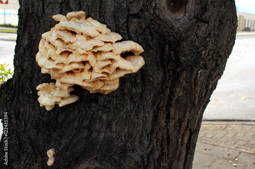 Riesiger Pilz besiedelt einen Baum 
