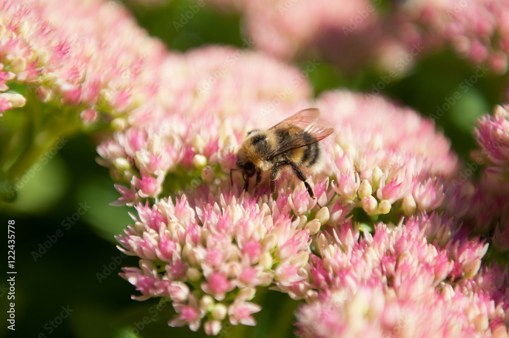 Bumblebee on Sedum Autumn Joy flower Bumblebee on Sedum Autumn Joy flower