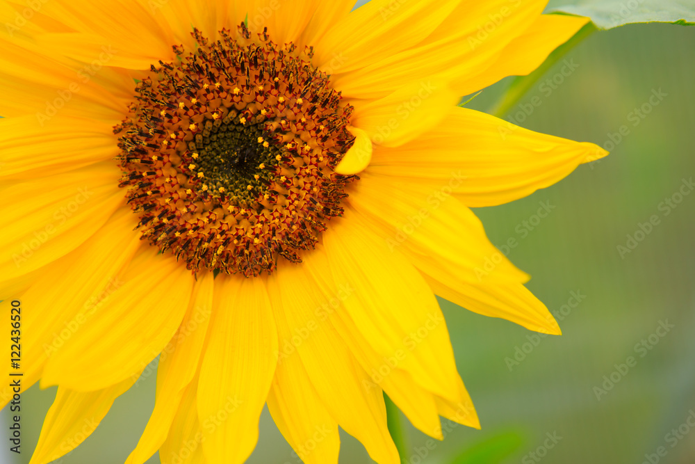 Close-up macro shot a sunflower. Close-up macro shot a sunflower.