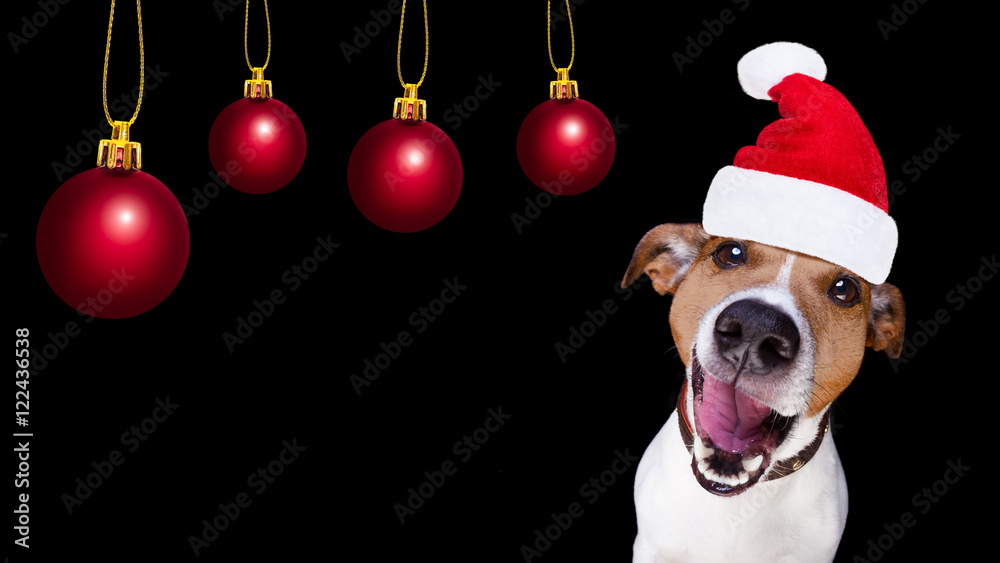 christmas santa claus dog isolated on black