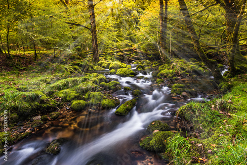 wild creek in autumn forest