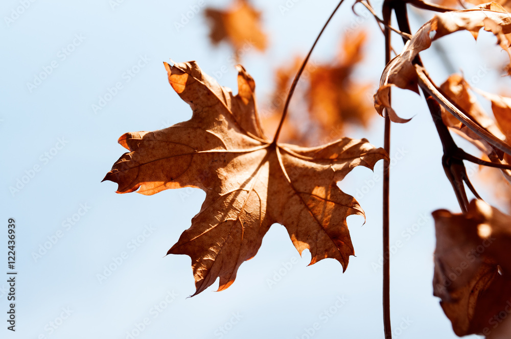 Fototapeta premium Yellow maple leaves and sun rays