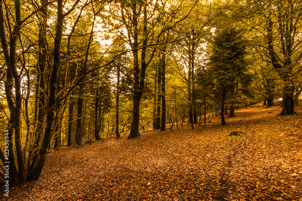 Fototapeta premium colorful autumn in forest