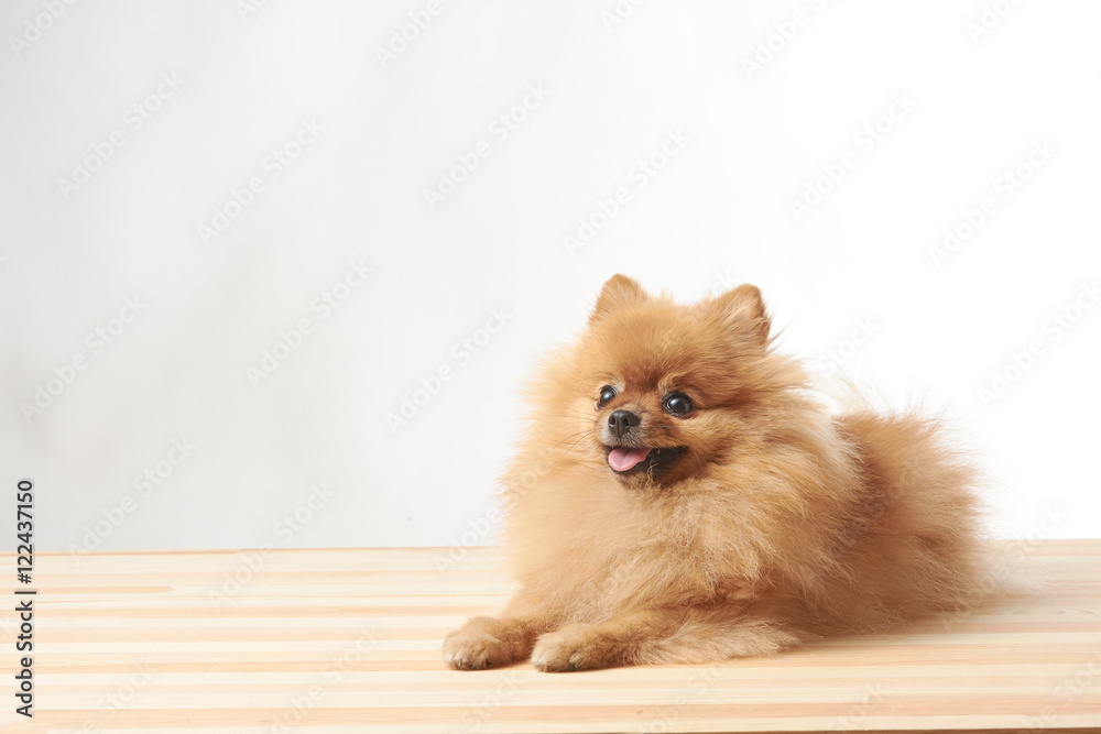 pomeranian dog sitting on wooden table