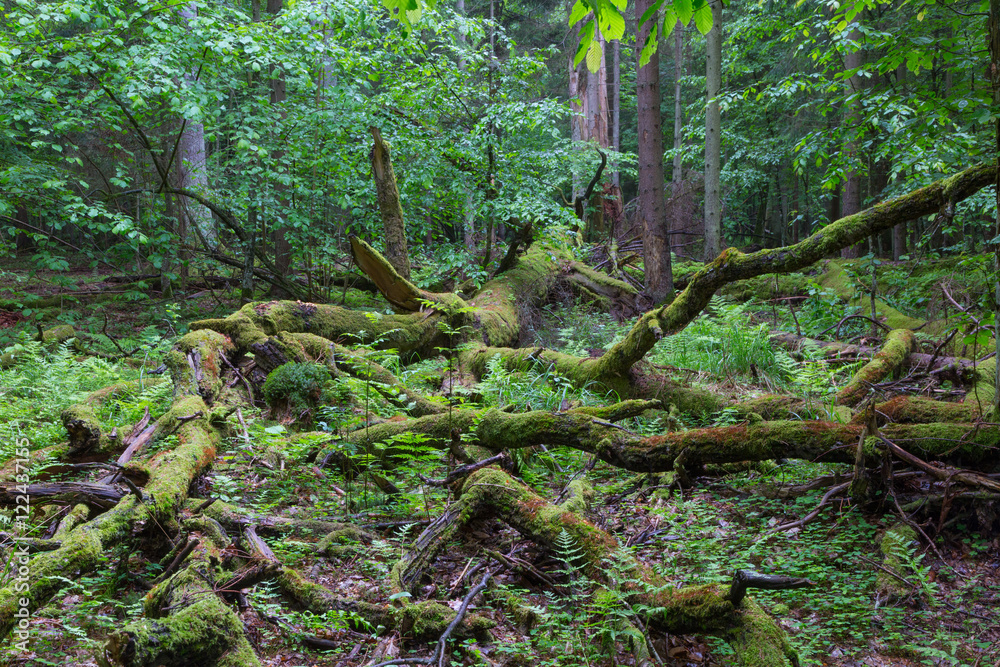 Deciduous stand of Bialowieza Forest in spring Deciduous stand of Bialowieza Forest in spring