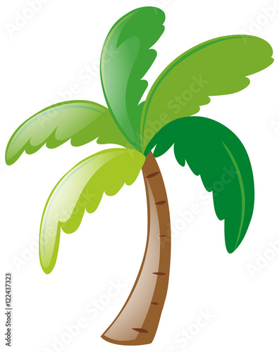 Coconut tree on white background