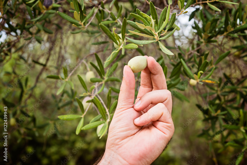 A hand holding of olive in the olive trees. Harvesting olives. A hand holding of olive in the olive trees. Harvesting olives.