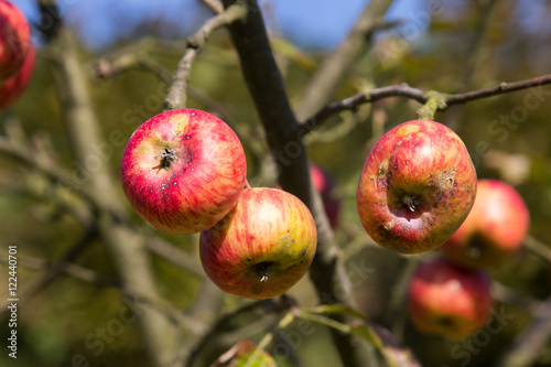 Organic ugly apples growing on a tree