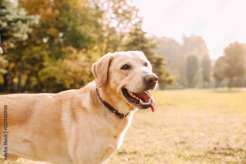 Labrador in the park