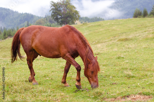 Brown horse grazing on a pasture in a mountain meadow.