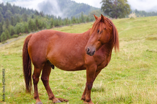 Brown horse grazing on a pasture in a mountain meadow. © valerii kalantai