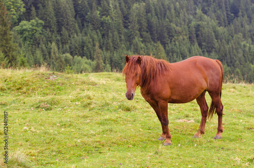 Brown horse grazing on a pasture in a mountain meadow.