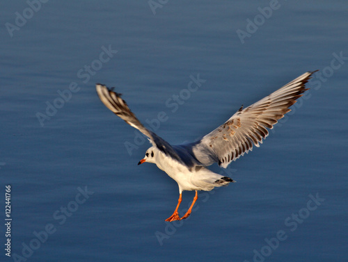 Seagull flying over water © jarn