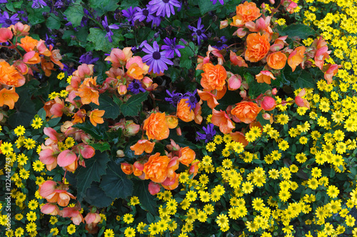 Yellow, orange and violet flowers background © Konstantins Pobilojs